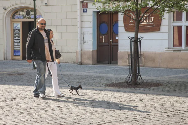 Прага Чеська Республіка Квітня 2011 Пара Гуляє Площа Маленька Собака — стокове фото
