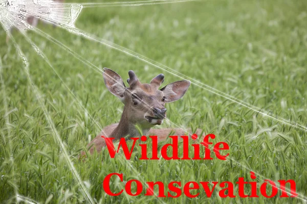 The text Wildlife conservation on the broken glass. The background is slightly blurred. Wildlife Conservation Concept Background