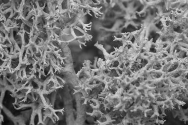 Yosun yeşili doku. Yosunlu arka plan. Yeşil yosun grunge doku siyah beyaz görüntü üzerinde