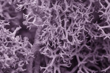 Yosun yeşili doku. Yosunlu arka plan. Yeşil yosun grunge doku Toned görüntü üzerinde