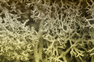 Yosun yeşili doku. Yosunlu arka plan. Yeşil yosun grunge doku Toned görüntü üzerinde