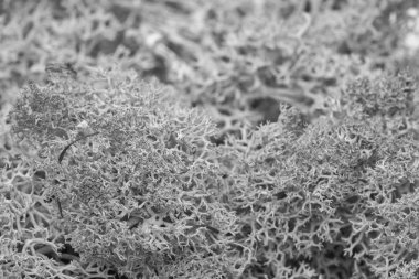 Yosun yeşili doku. Yosunlu arka plan. Yeşil yosun grunge doku siyah beyaz görüntü üzerinde