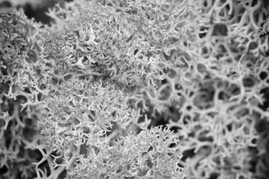 Yosun yeşili doku. Yosunlu arka plan. Yeşil yosun grunge doku siyah beyaz görüntü üzerinde