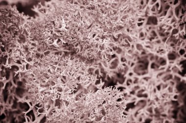 Yosun yeşili doku. Yosunlu arka plan. Yeşil yosun grunge doku Toned görüntü üzerinde