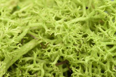 Yosun yeşili doku. Yosunlu arka plan. Yeşil yosun grunge doku