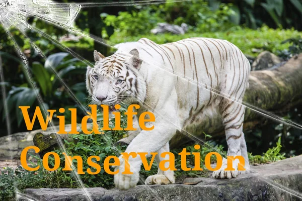 The text Wildlife conservation on the broken glass. The background is slightly blurred. Wildlife Conservation Concept