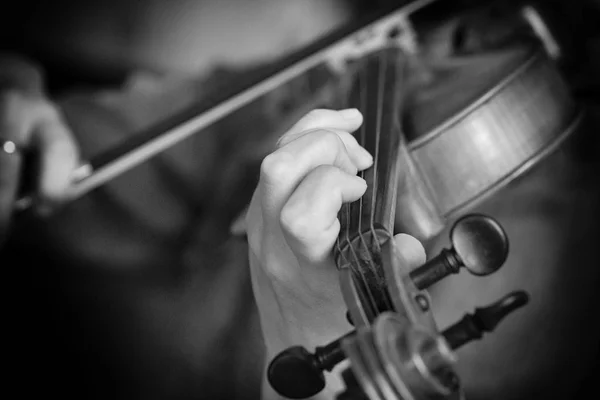 Keman çalar kemancı klasik müzik çalma. Orkestra müzik aletleri siyah beyaz resim