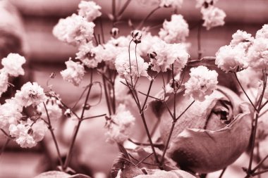 Kurutulmuş güller çiçek dekorasyon Limited derinliği alan renkli siyah beyaz resim