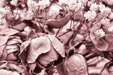 Kurutulmuş güller çiçek dekorasyon Limited derinliği alan renkli siyah beyaz resim