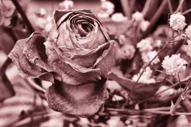 Kurutulmuş güller çiçek dekorasyon Limited derinliği alan renkli siyah beyaz resim