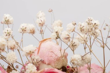 Gül çiçek dekorasyon Limited derinlik-in tarla kurutulmuş