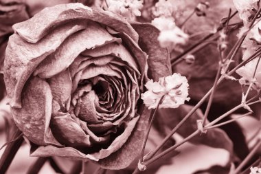 Kurutulmuş güller çiçek dekorasyon Limited derinliği alan renkli siyah beyaz resim