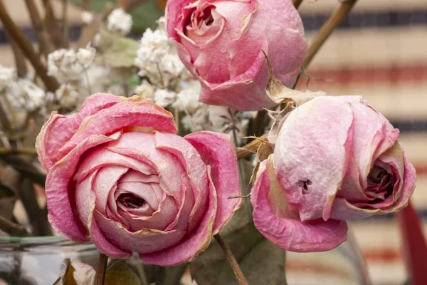 Roses dried flowers Interior decoration Limited depth of field