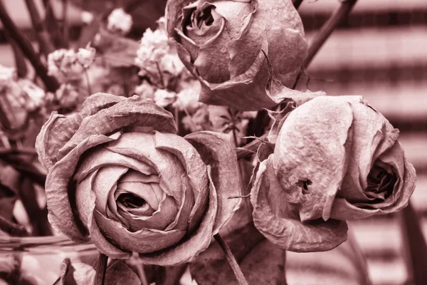 Roses dried flowers Interior decoration Limited depth of field Tinted black and white image