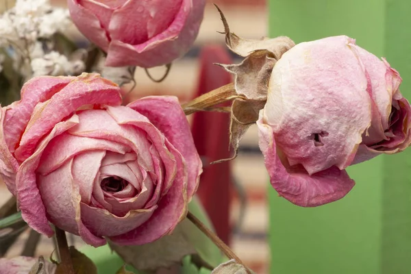 Roses dried flowers Interior decoration Limited depth of field