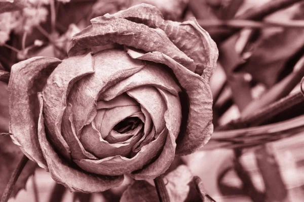 Rosas flores secas Decoração de interiores Limitada profundidade de campo Matizado imagem preto e branco — Fotografia de Stock