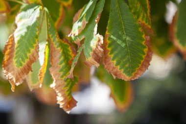 Bir arka plan bulanık bir güneşli ormanın doğal arka sınırlı alan derinliği yapraklarda. Metin için yer