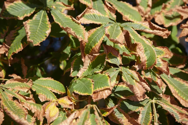 Foglie su uno sfondo di una foresta soleggiata offuscata, sfondi naturali astratti Profondità limitata di campo. C'è spazio per il testo — Foto Stock