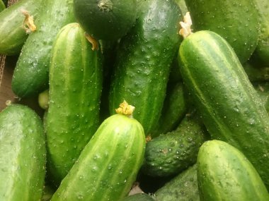 bir bakkal tezgahında taze salatalık