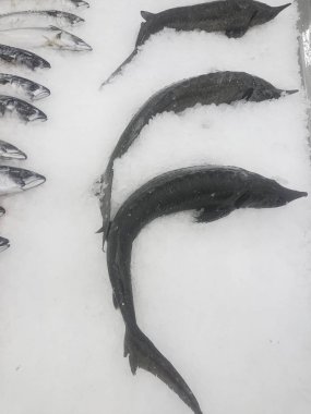 Buzun üzerinde yatan taze soğutulmuş balık. Mağazada taze balık Alan Sınırlı derinlik