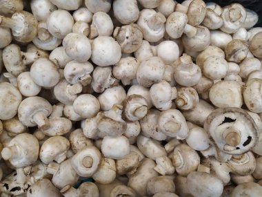 royal mushroom champignons. brown mushroom champignons. royal mushroom champignons texture. raw royal mushrooms