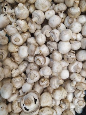 royal mushroom champignons. brown mushroom champignons. royal mushroom champignons texture. raw royal mushrooms