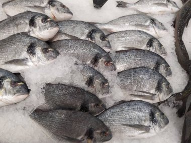 Beyaz buz arka planda birçok taze RAW Dorada balık. Sağlıklı gıda konsepti, üstten görünüm,