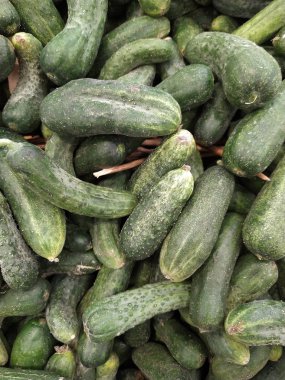 Salatalık arka planında salatalık hasadı. Bir sürü salatalık. Tarladan salatalıklar..