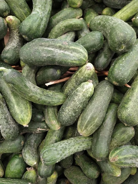 Salatalık arka planında salatalık hasadı. Bir sürü salatalık. Tarladan salatalıklar..