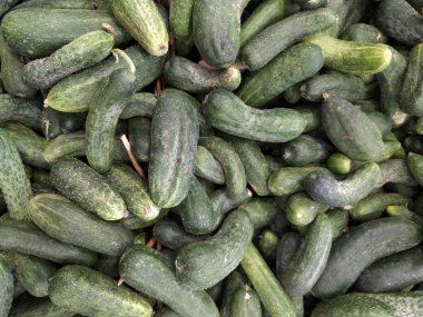 Salatalık arka planında salatalık hasadı. Bir sürü salatalık. Tarladan salatalıklar..