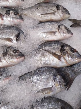 Beyaz buz arka planda birçok taze RAW Dorada balık. Sağlıklı gıda konsepti, üstten görünüm,