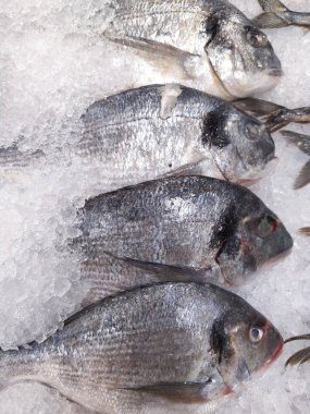 Beyaz buz arka planda birçok taze RAW Dorada balık. Sağlıklı gıda konsepti, üstten görünüm,