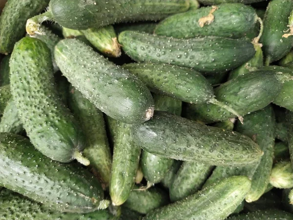 Cucumber background Cucumber harvest. many cucumbers. cucumbers from the field.