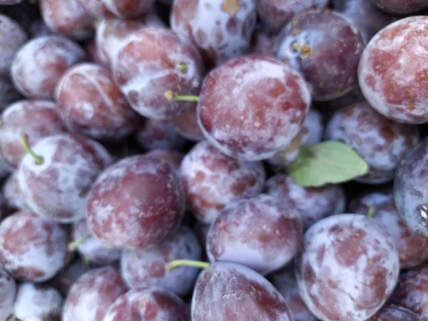 Prunes biologiques mûres sur le marché fermier. Gros plan fond prune. Aliments végétaliens sains. — Photo