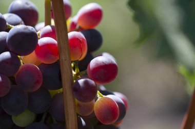 Asma üzerinde Mavi Şarap üzüm. Koyu tenli asma, yakın çekim, afiş
