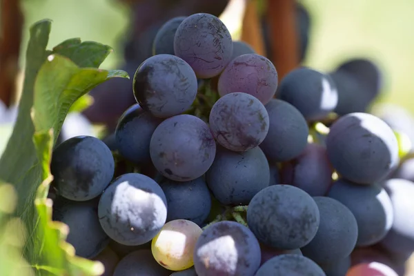 Uvas de vino azul en la vid. Viña de piel oscura, de cerca, pancarta — Foto de Stock