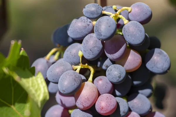 Uvas de vino azul en la vid. Viña de piel oscura, de cerca, pancarta — Foto de Stock