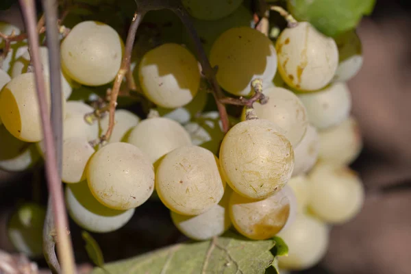 Białe winogrona wiszące w winnicy z promieni słonecznych. Miękka ostrość — Zdjęcie stockowe