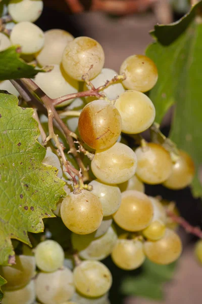 White grapes hanging in vineyard with sunbeam shining through. Soft focus