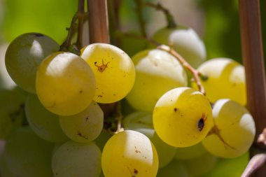 Bağda asılı beyaz üzümler ve güneş ışınları parlıyor. Yumuşak odaklama