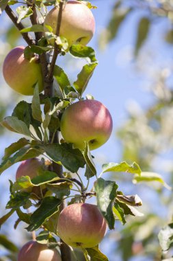 Ağaçlarda birçok elma olgun, yakın çekim