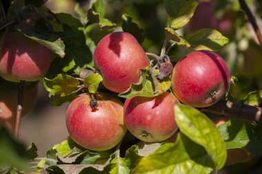 Ağaçlarda birçok elma olgun, yakın çekim