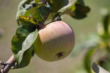 Ağaçlarda birçok elma olgun, yakın çekim