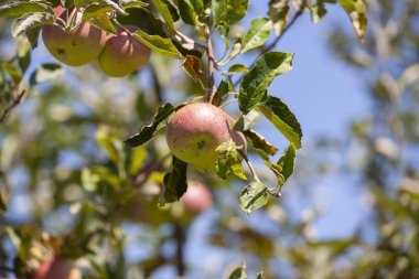 Ağaçlarda birçok elma olgun, yakın çekim