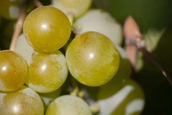 Żółte zielone winogrona w winnicy. Liście winogron widoczne w tle. Bukiet winogron na drzewie w ogrodzie. Kilka winogron dojrzałości. — Zdjęcie stockowe