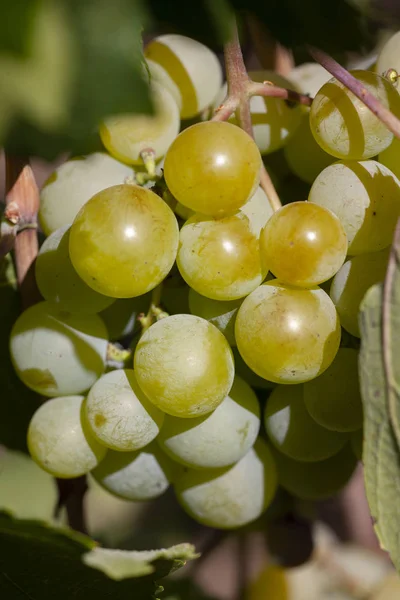 Yellow green grape in vineyard. Grape leaves seen in the background. Grape bunch on tree in the garden. A bunch of Ripeness grapes.