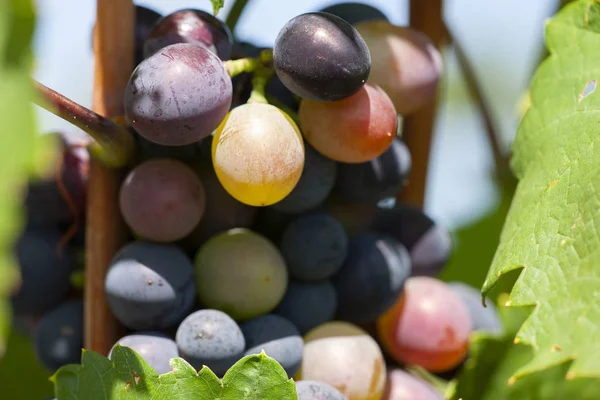 Close-up, bagas de cacho escuro de uva em pouca luz isolado em fundo preto, gotas de água — Fotografia de Stock