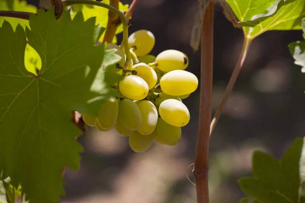 Żółte zielone winogrona w winnicy. Liście winogron widoczne w tle. Bukiet winogron na drzewie w ogrodzie. Kilka winogron dojrzałości. — Zdjęcie stockowe