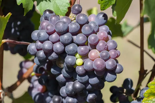 Primer plano de racimos de uvas tintas maduras en vid, enfoque selectivo. — Foto de Stock