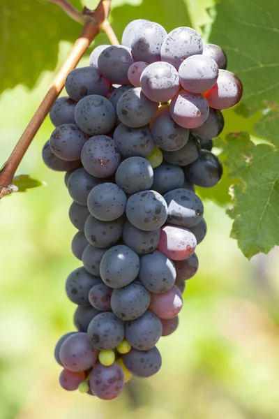 Primer plano de racimos de uvas tintas maduras en vid, enfoque selectivo. — Foto de Stock